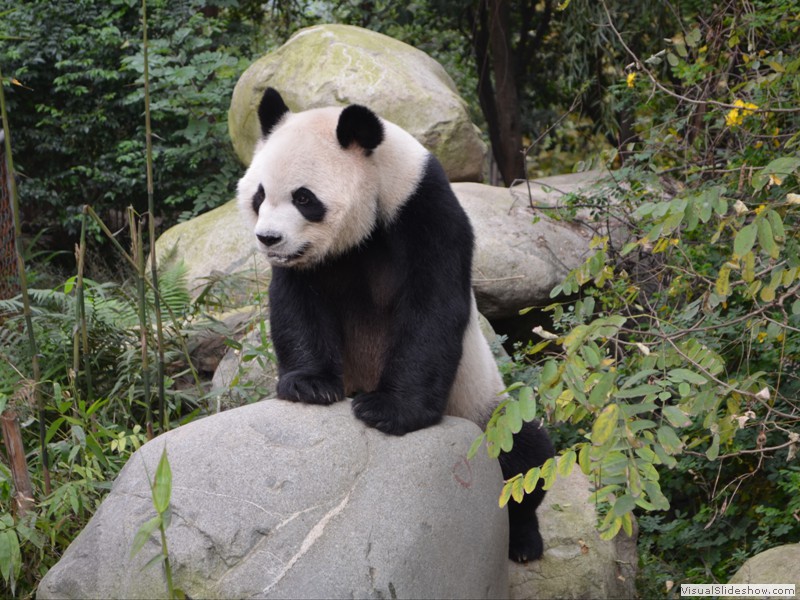 The 1st Panda we encountered.  He climbed up on that rock just as we approached.