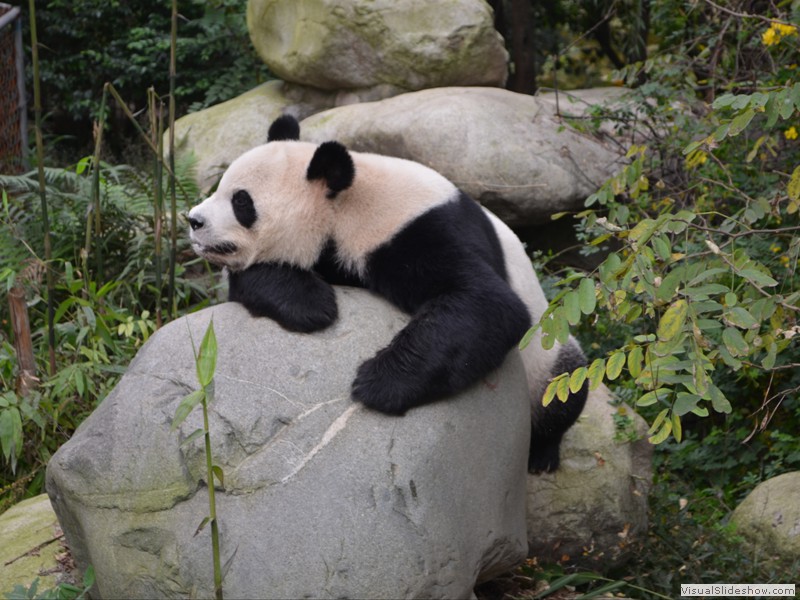 The Panda then relaxed on the rock.