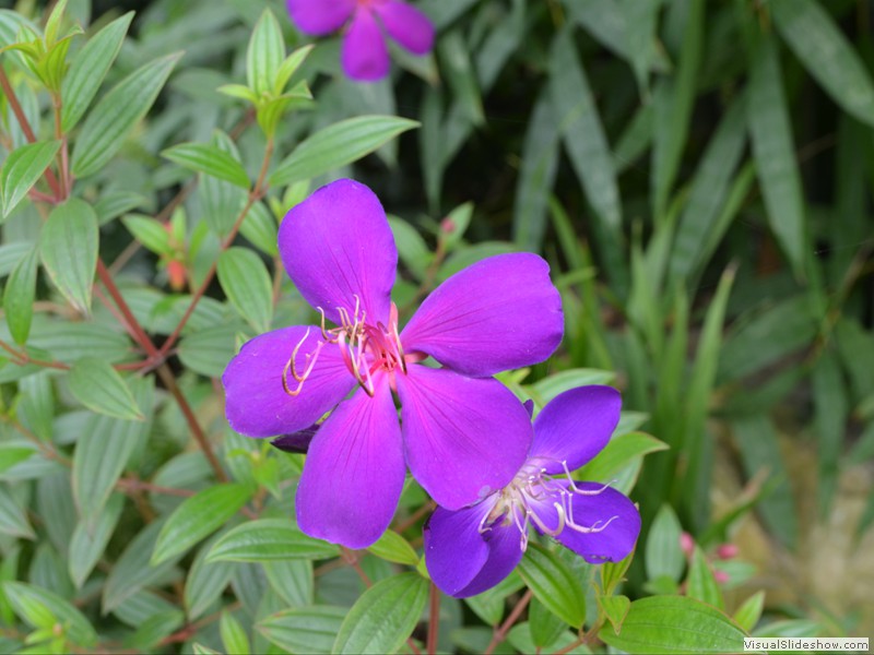 Beautiful flowers at every turn.