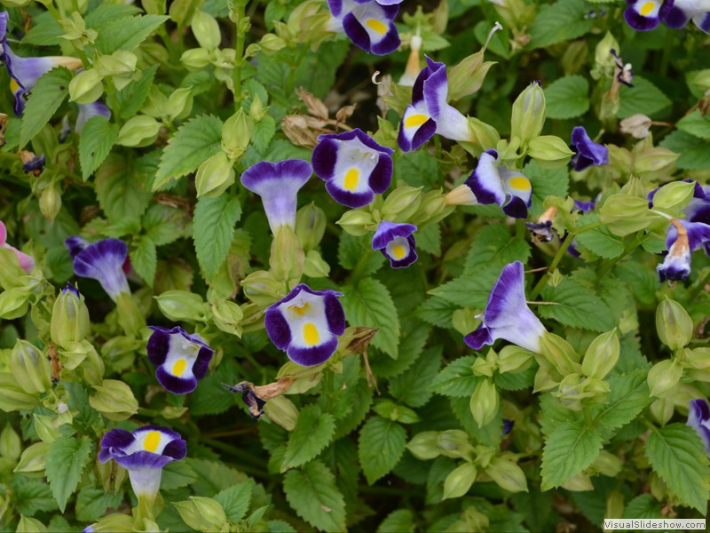 Lots of flowers I haven't seen before.