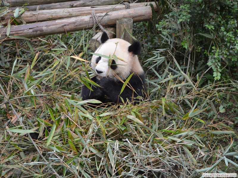 Another Panda having lunch.