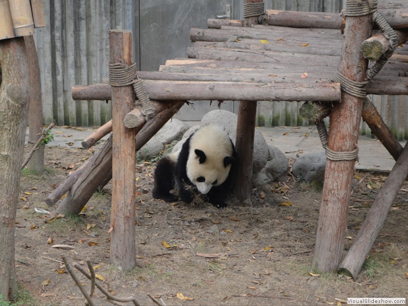 The Panda's were all active or eating lunch.