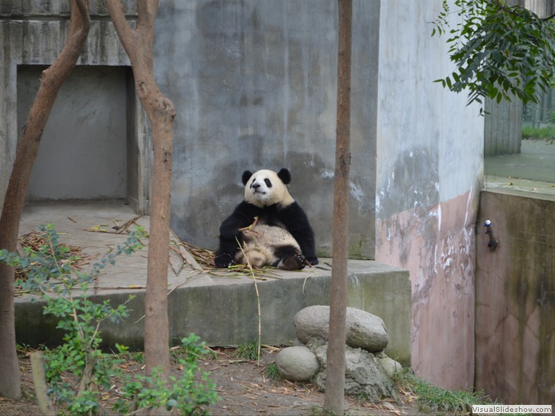 Another of the Panda's having lunch.