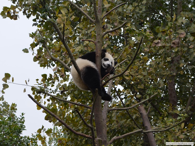 A few of the Panda's were looking for places to sleep off lunch.