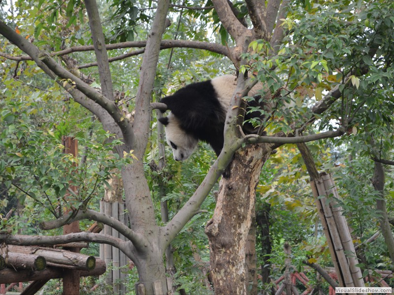 This Panda decided to climb down from his perch.