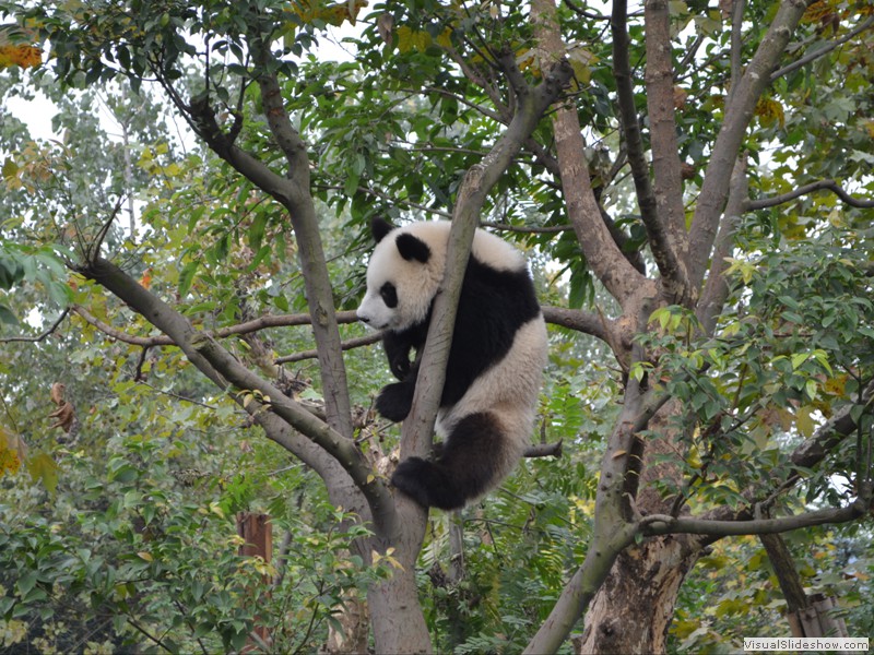 Stilling working on getting out of the tree.