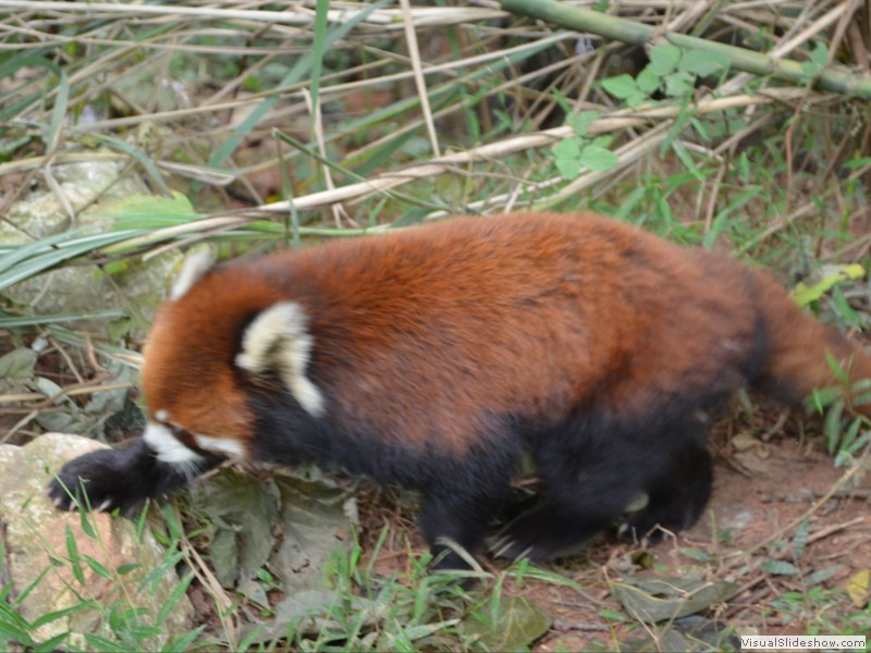 The Red Panda's roam their pen area freely.