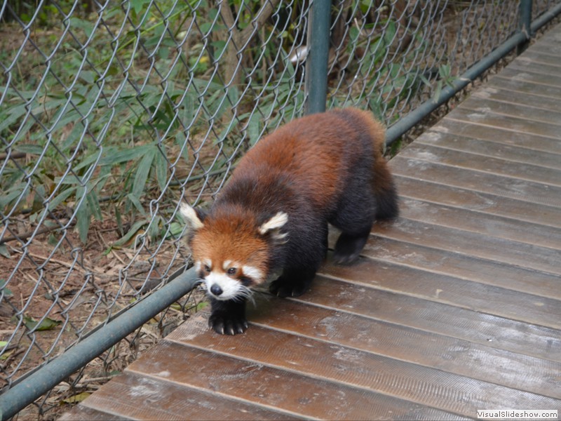 This Red Panda walked right past us on the path.