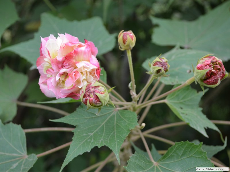 A rose tree.