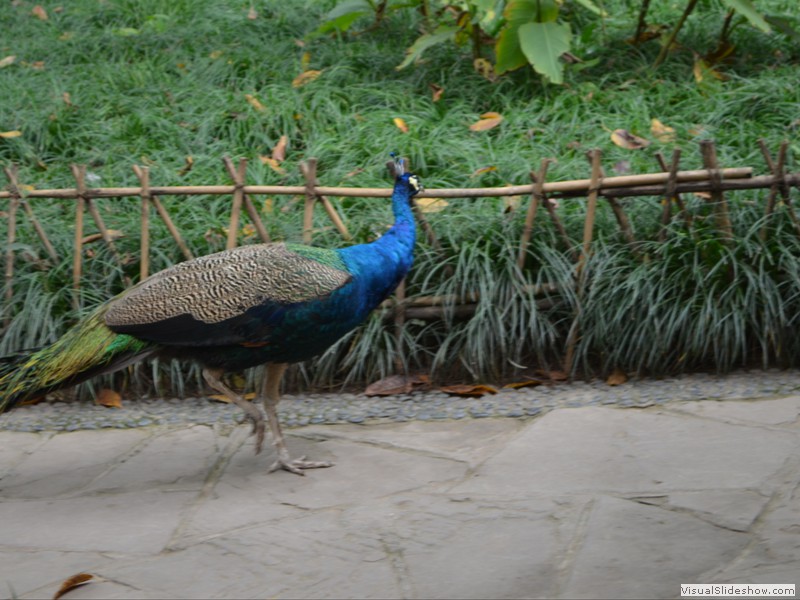 Peacocks roam throught the park.