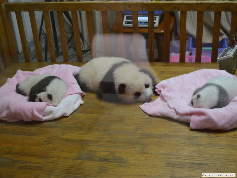 New born Panda's in the nursery.  the two on the outside are 1 month old twins, and the one in the middle is 3 months old.