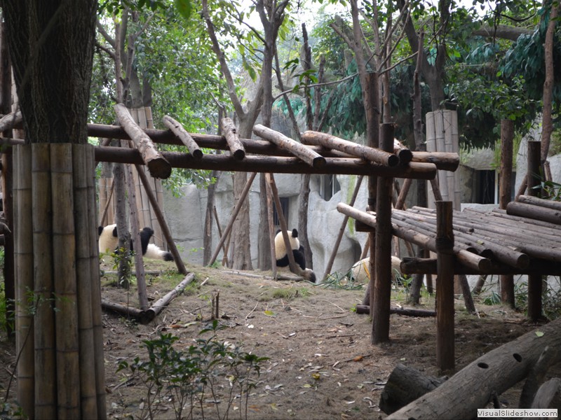 No shortage of Panda's in the park.