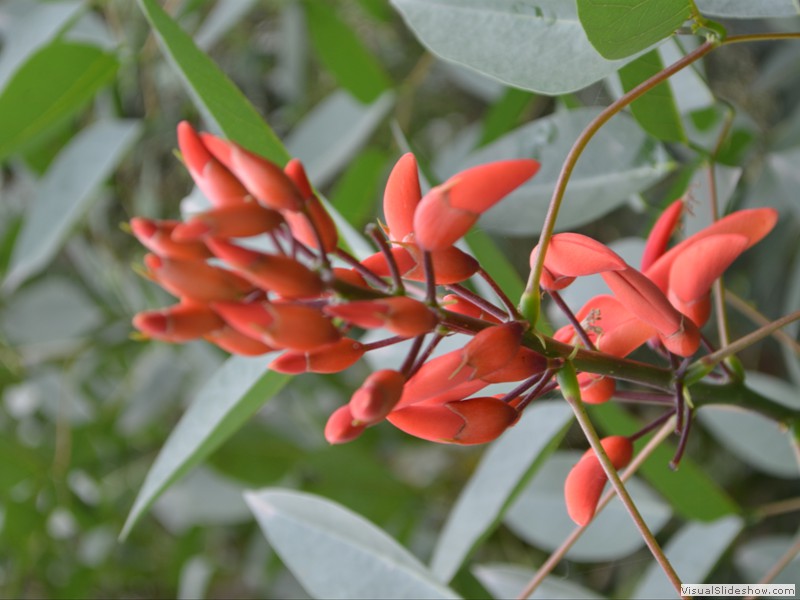 More unusual flowers.