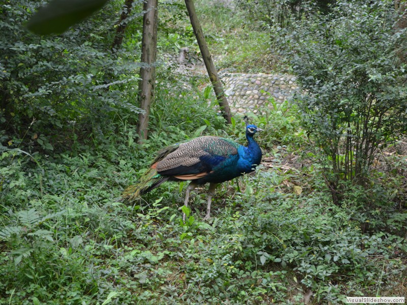 Another of the Peacocks roaming the park.