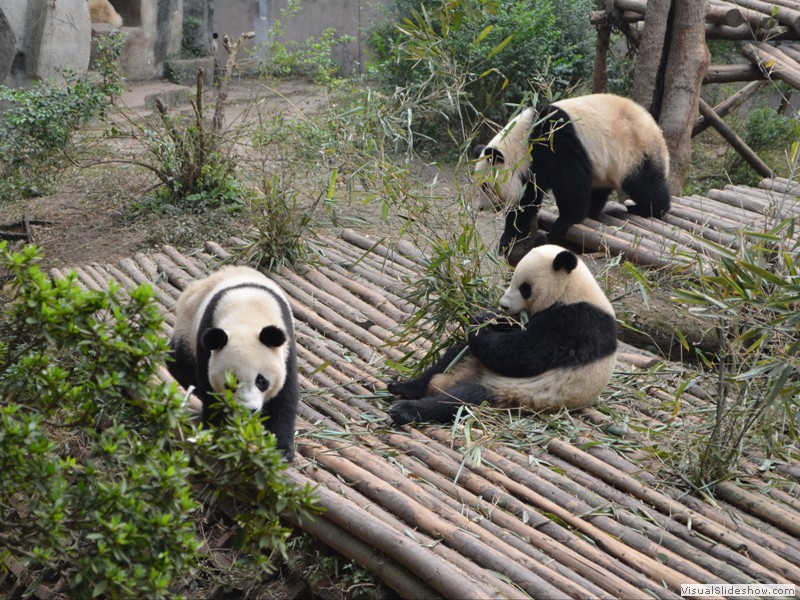 A group of Panda's in the main enclosure.