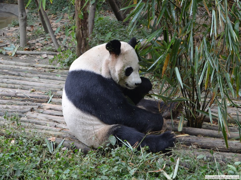 This Panda is still working on lunch.