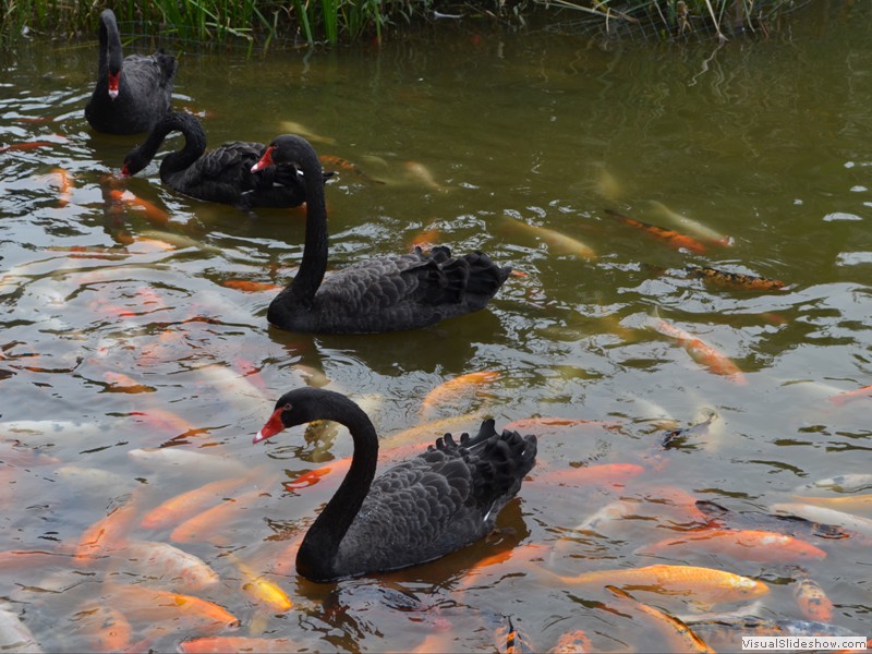 Black Swans with the Koi in the main pond.