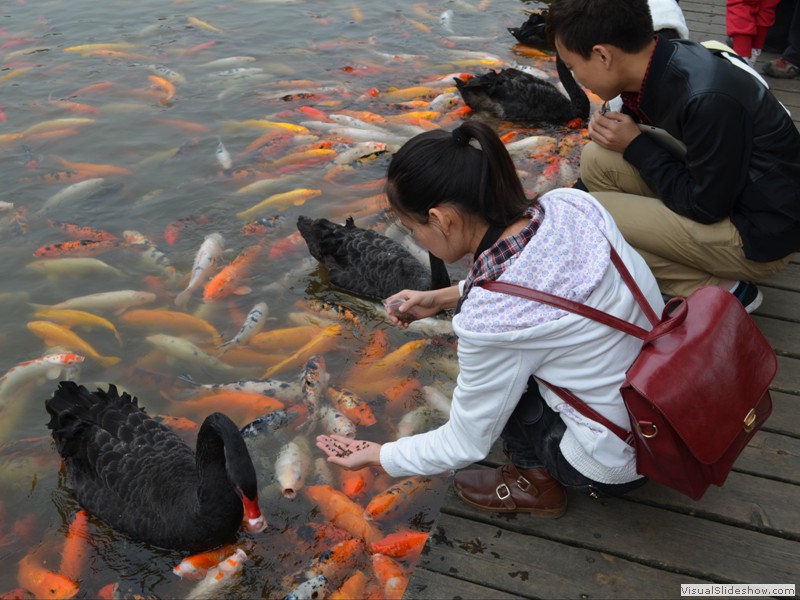 The fish and Swans are hungry!