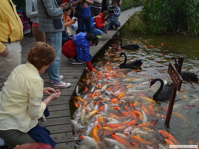 Claudette feeding the wild life.