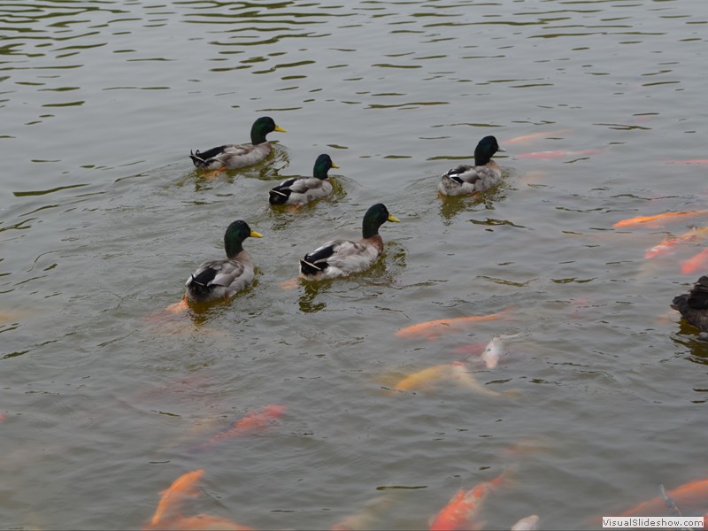 Some Mallard Ducks in the main Koi pond.