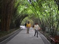 Brad and Claudette in a bamboo tunnel.