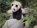 The 1st Panda we encountered.  He climbed up on that rock just as we approached.