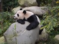 The Panda then relaxed on the rock.