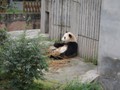 A Panda enjoying lunch of bamboo stalks.