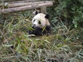 Another Panda having lunch.