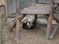 The Panda's were all active or eating lunch.