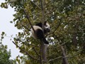 A few of the Panda's were looking for places to sleep off lunch.