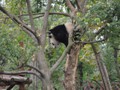 This Panda decided to climb down from his perch.