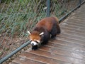 This Red Panda walked right past us on the path.