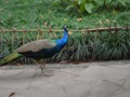 Peacocks roam throught the park.