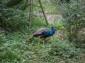 Another of the Peacocks roaming the park.