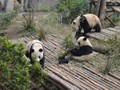 A group of Panda's in the main enclosure.