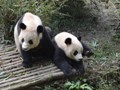 More Panda's relaxing after lunch.