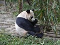 This Panda is still working on lunch.