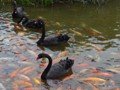 Black Swans with the Koi in the main pond.