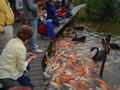 Claudette feeding the wild life.