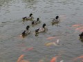Some Mallard Ducks in the main Koi pond.