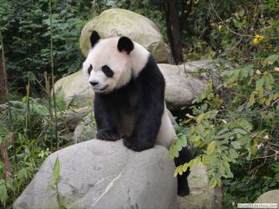 PandaPark