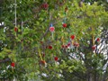 Love prayers hanging in the trees.