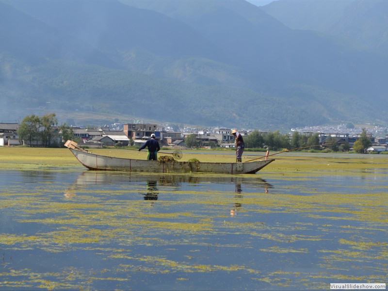 Men gathering sea weed in the lake