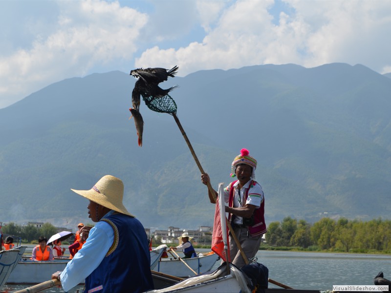 It took two cormorants of catch this fish.