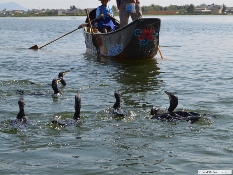 The birds are ready to dive for more fish.