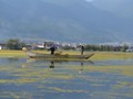 Men gathering sea weed in the lake