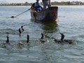 The birds are ready to dive for more fish.