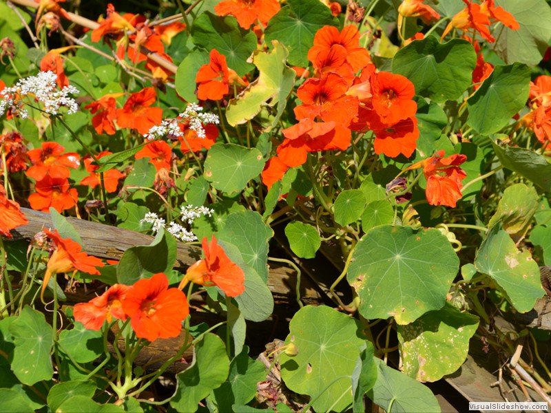 Wild flowers by the road.