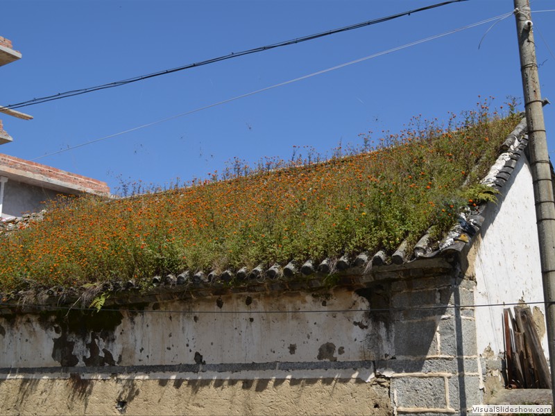 The flowers even grow on some of the old roofs.